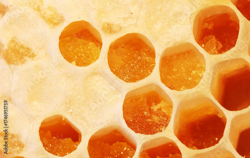 bees on honeycomb