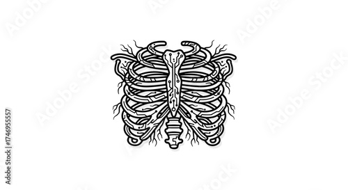 Hand drawn human rib cage skeleton illustration.