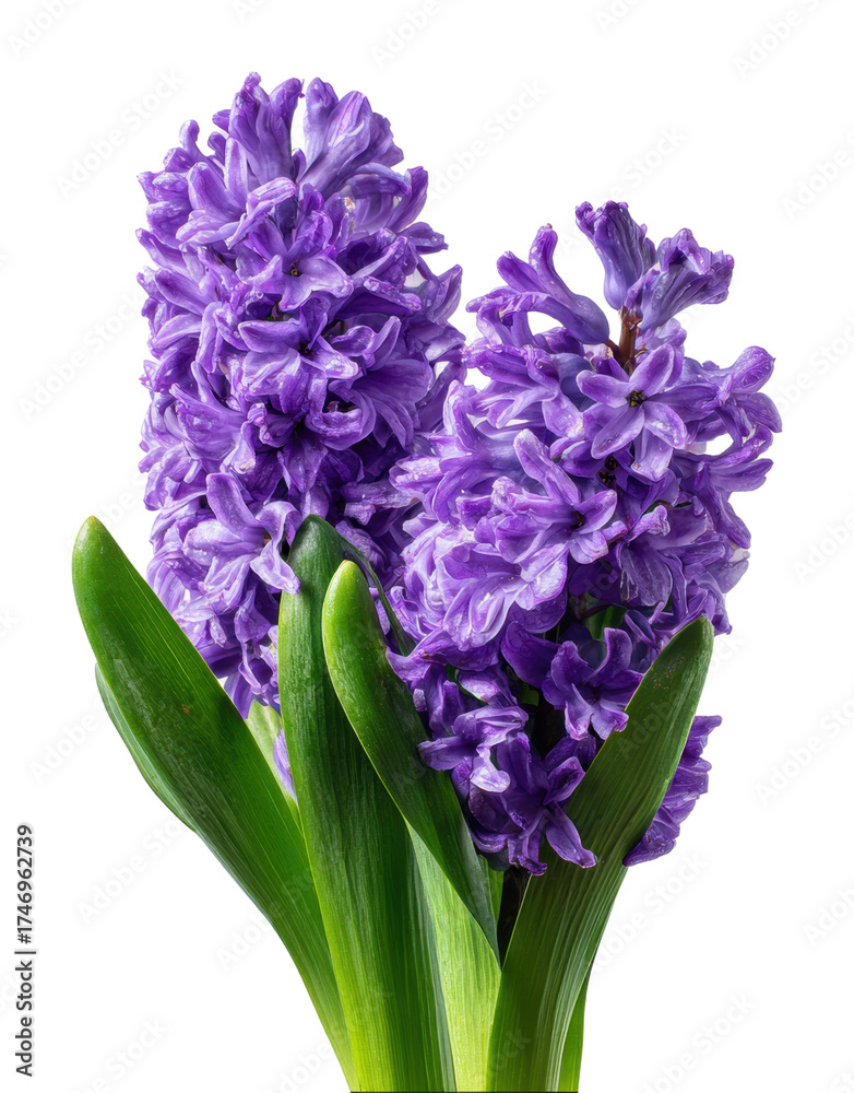 Fototapeta premium Vibrant purple hyacinths in bloom nature view isolated on transparent background