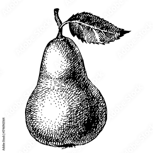 Vintage retro hand-drawn fruits, pear⁠
