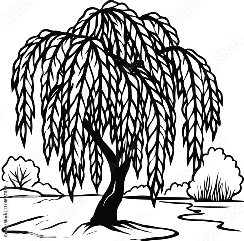 Graceful weeping willow tree beside a serene lake with elegant drooping branches isolated on white background isolated on transparent background