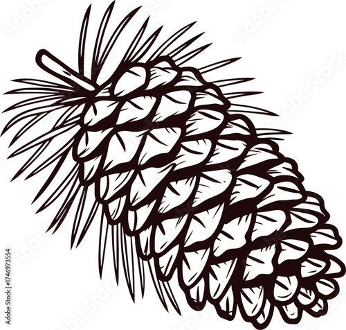Detailed hand drawn pine cone with needles isolated on white background, vintage botanical illustration