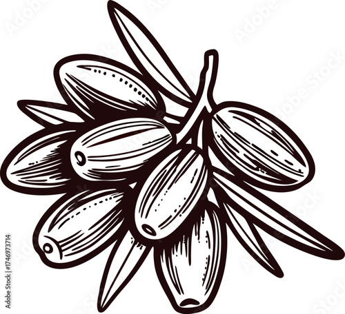 Hand drawn bunch of ripe olive fruits with leaves vintage botanical illustration in engraving isolated on white background