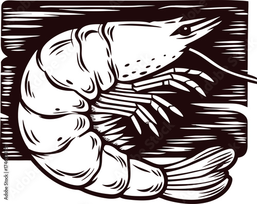 Hand drawn shrimp illustration detailed engraving marine seafood sketch isolated