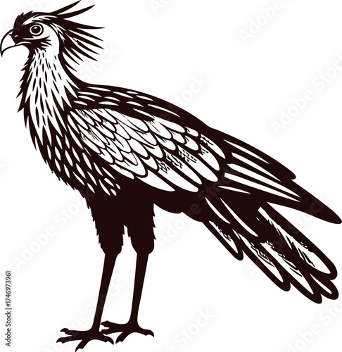Detailed illustration of secretary bird standing, vintage engraved with distinctive crest and elongated legs