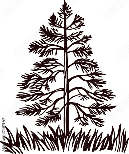 Hand drawn pine tree illustration with detailed branches and grass on white background