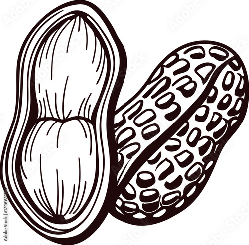 Hand drawn open peanut with two kernels engraved black and white botanical nut illustration