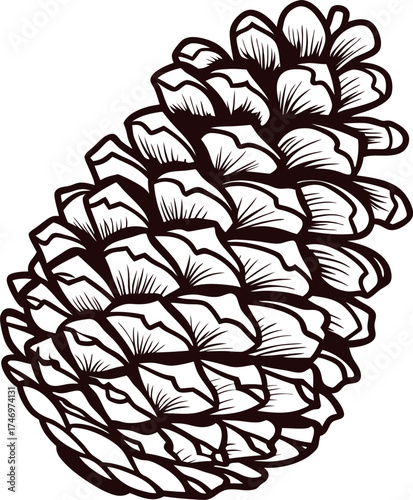 Detailed hand drawn illustration of a pine cone in vintage black and white engraving on white background