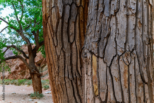 Pattern on the bark of a large tree