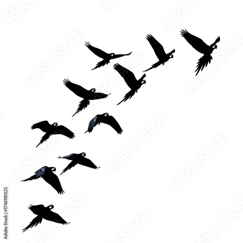 Silhouettes of parrots in flight against a white background.