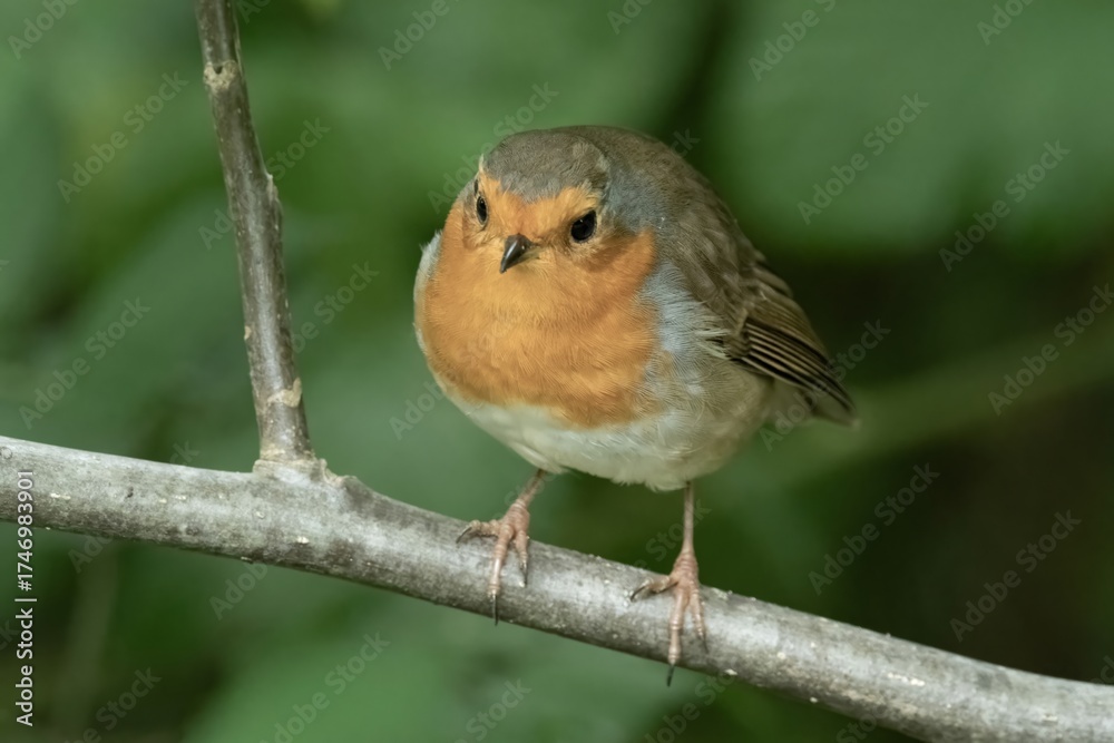 Fototapeta premium European robin bird perching on tree branch