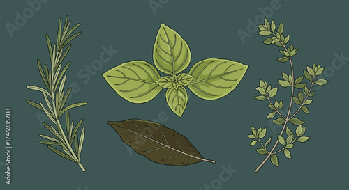 A collection of fresh aromatic culinary herbs for seasoning and flavoring food.