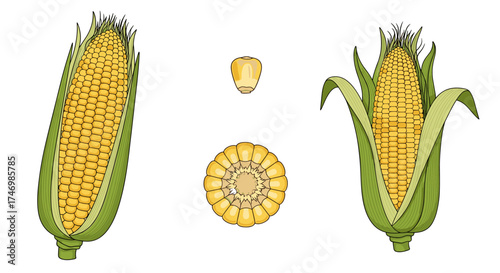 Illustrations of corn on the cob showing a whole ear a cross-section and a kernel.