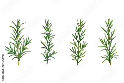 Watercolor painting presents green rosemary sprig collection with culinary element set. Botanical herbs add natural flavor and artistic touch to graphic design.