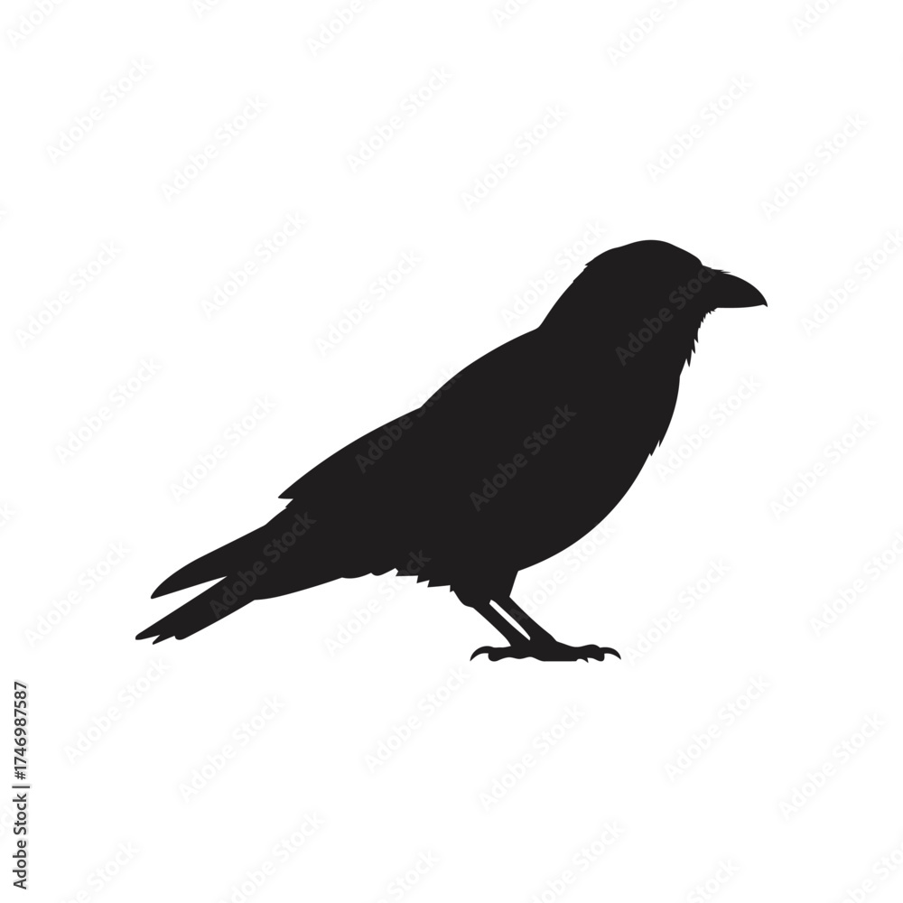 Fototapeta premium Silhouette of a black crow standing on its feet against a white background with its beak slightly open