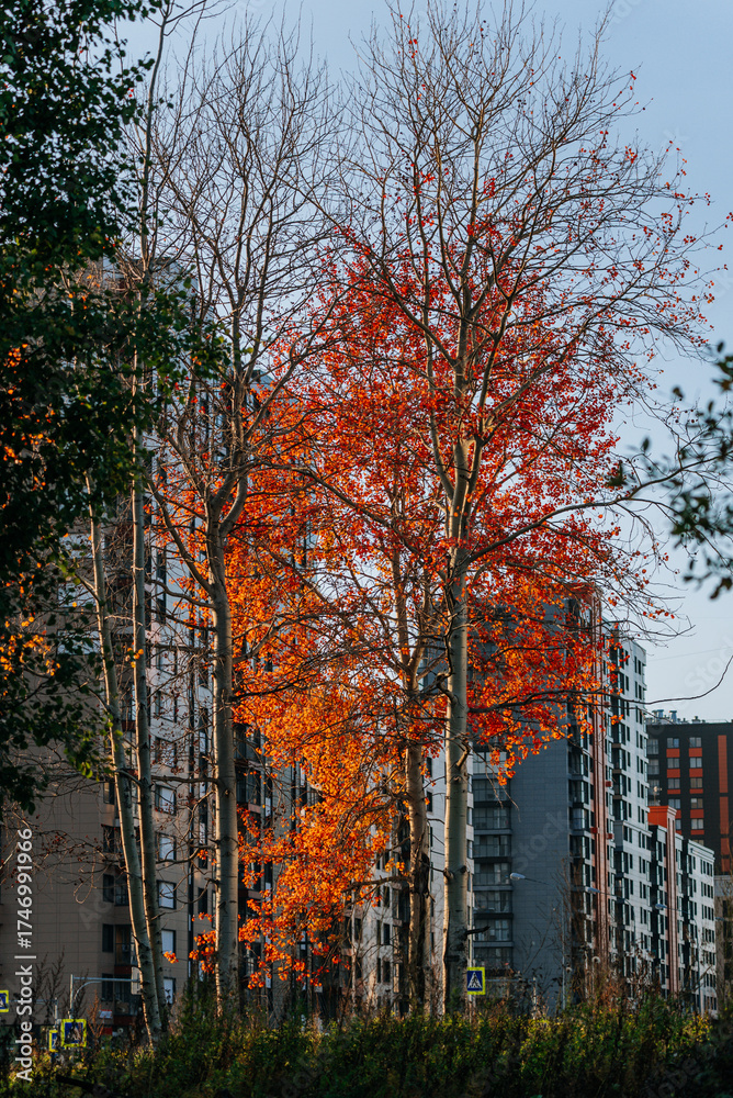 Fototapeta premium Trees with vibrant red and orange autumn leaves and some bare branches stand against tall modern residential buildings, highlighting seasonal contrast in an urban neighborhood