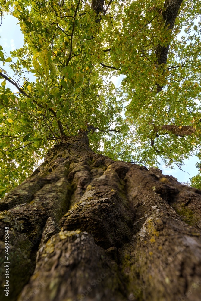 Obraz premium Old Moss-Covered Tree Trunk Reaching to the Sky