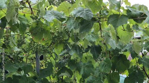 Rain falls on the vineyards