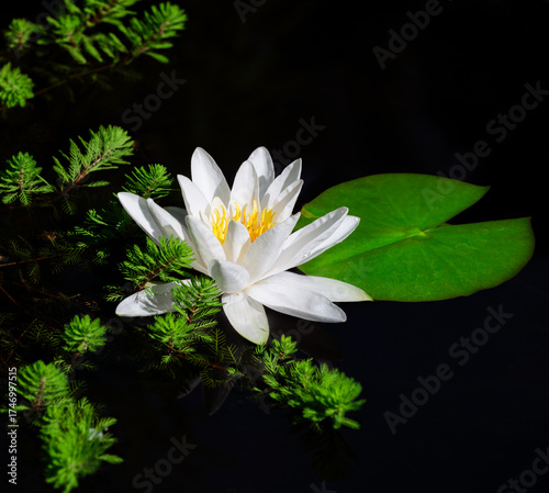 White water lily blossom in a pond
