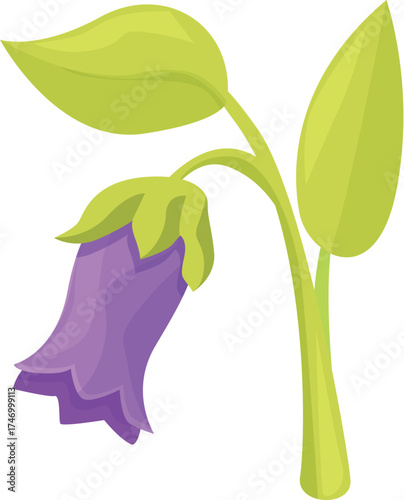 Illustration of a blooming scopolia carniolica, displaying its vibrant purple flower and lush green leaves