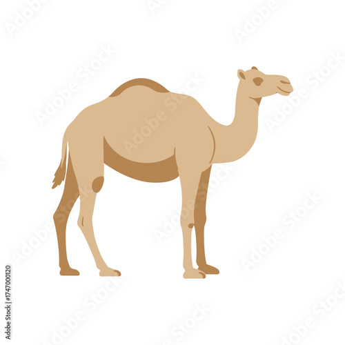 A single dromedary camel with one hump standing gracefully in profile against a clean white background isolated illustration