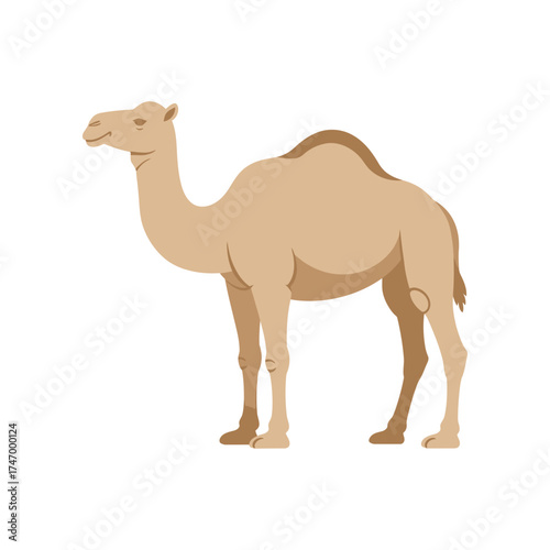 A detailed illustration of a dromedary camel standing on a white background showcasing its iconic hump and desert adaptation features