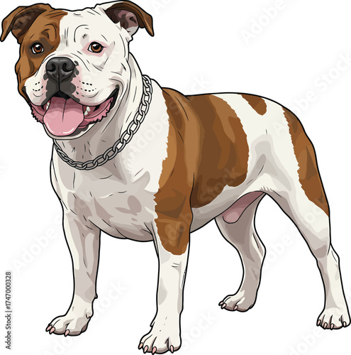 American Bulldog Vector dog Breeds Illustrations white color background