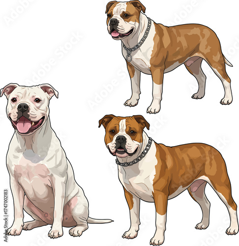 American Bulldog Vector dog Breeds Illustrations white color background
