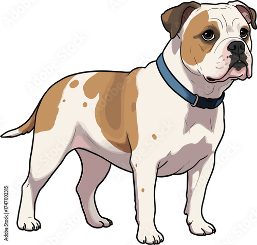 American Bulldog Vector dog Breeds Illustrations white color background