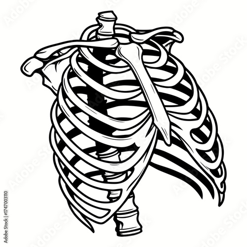 Black and white vector illustration of a skeletal rib cage