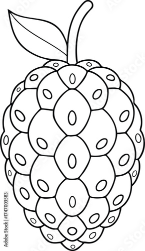 Outline drawing of single noni fruit with leaf and stem detailed healthy tropical fruit sketch for design purposes