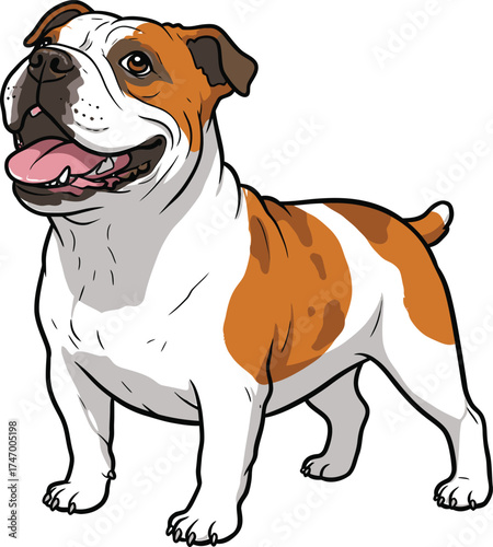 American Bulldog Vector dog Breeds Illustrations white color background