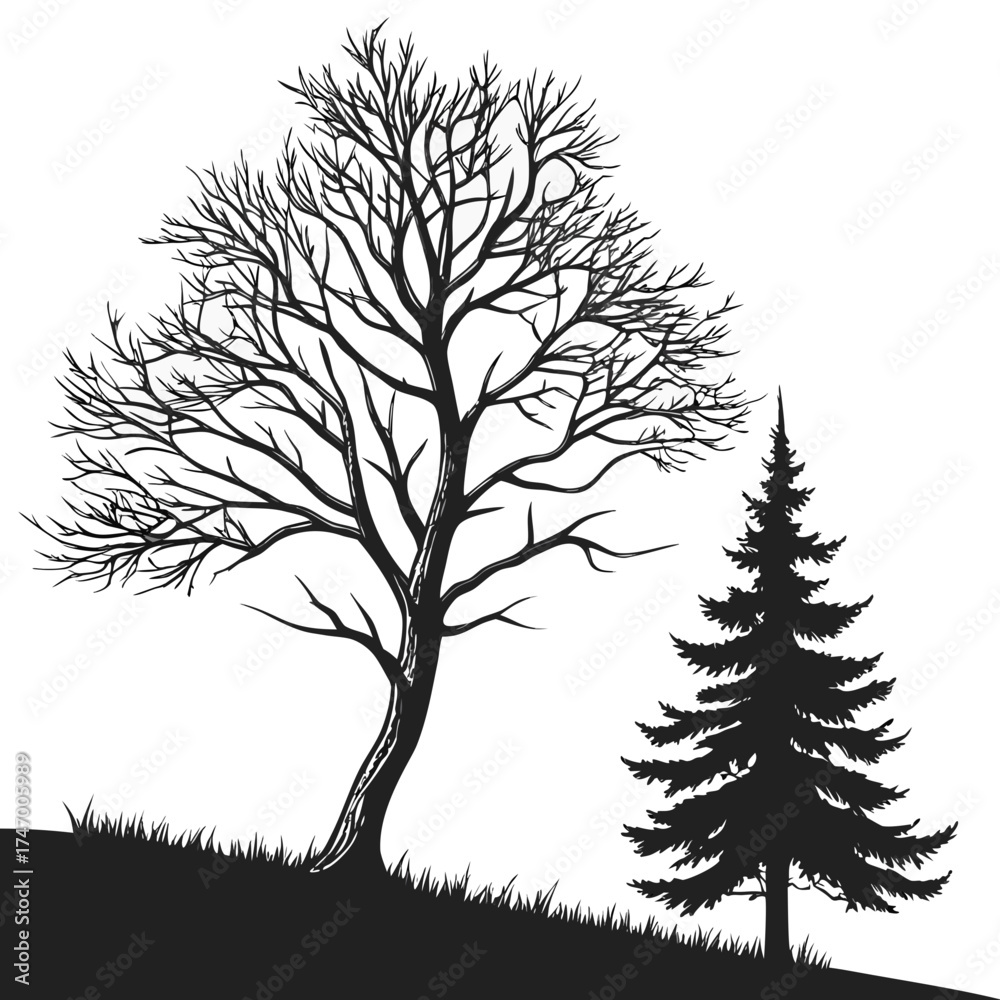 Obraz premium Black silhouette of bare tree and pine tree on grass