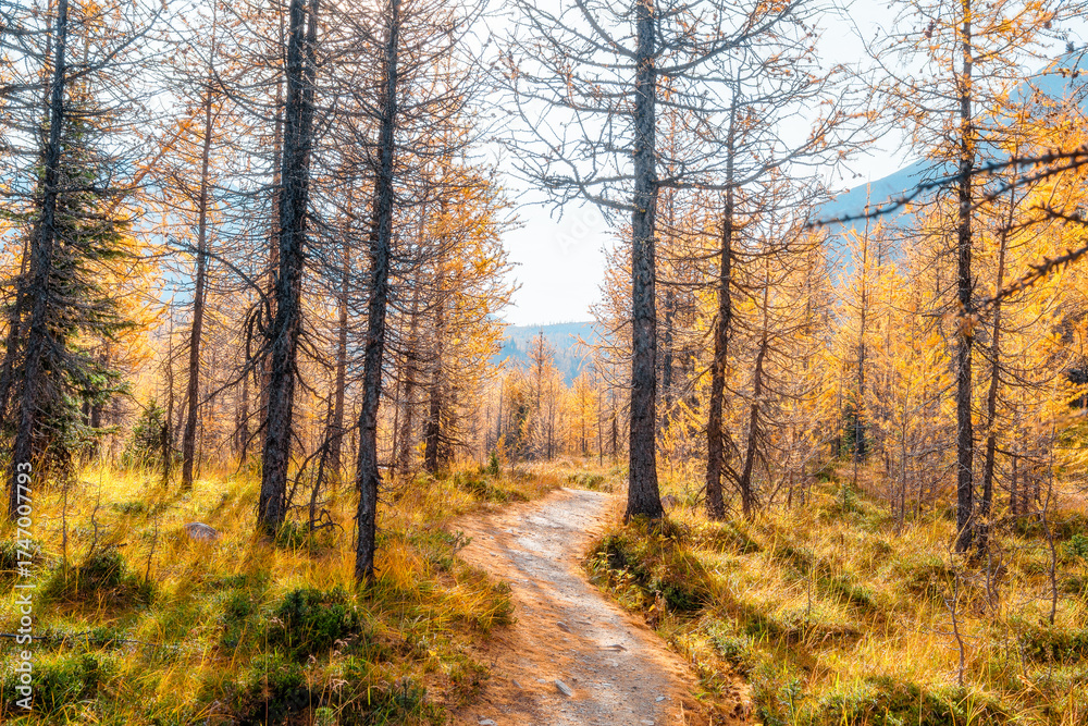 Fototapeta premium Golden larches glow beneath towering mountain peaks at Wonder Pass, capturing a stunning autumn wilderness filled with vibrant color and pristine alpine beauty. 