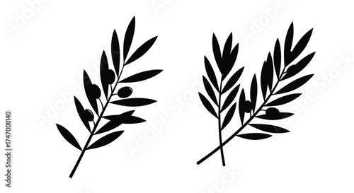 Simple black and white illustration of two olive branches with fruit