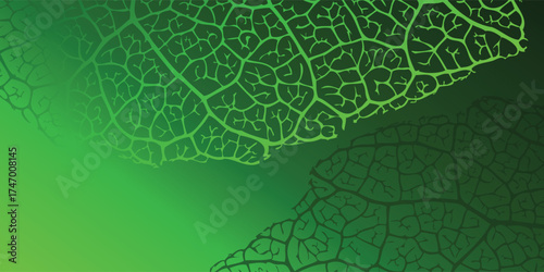 Green Leaf Vein Pattern Abstract Background Texture.