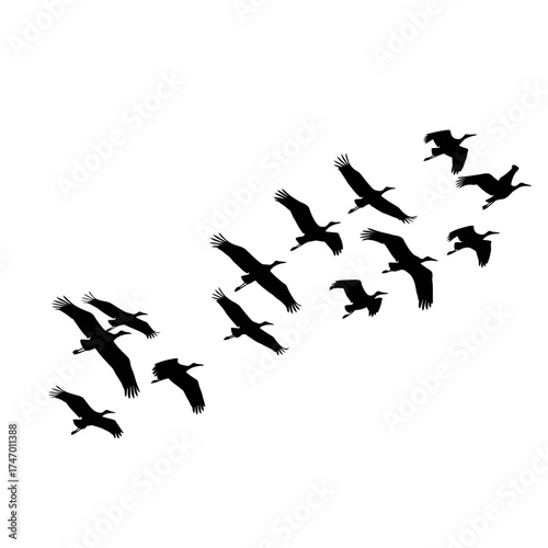 Black silhouettes of a flock of birds in flight formation.