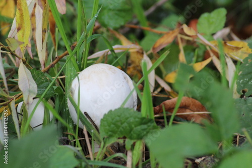 Photos Agaricus campestris is a widely eaten gilled mushroom closely, is commonly known as the field mushroom or, in European, meadow mushroom