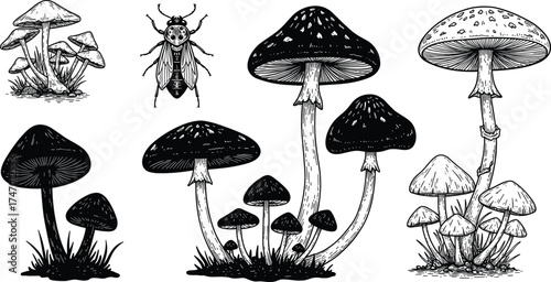 Mushroom and insect drawing, black and white nature sketch, detailed fungi illustration, vintage forest art, entomology botanical print