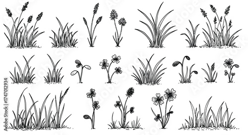 Collection of sketched wildflowers grasses and various meadow plants