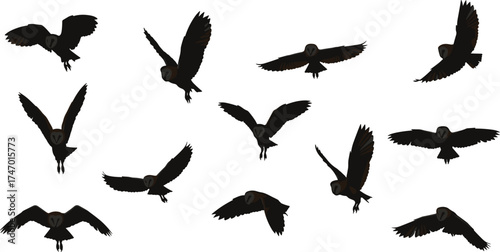 Flying Owl Silhouettes in Various Wing Poses on White Background — Barn Owl Vector Illustration for Wildlife, Nature, and Bird Flight Design Projects