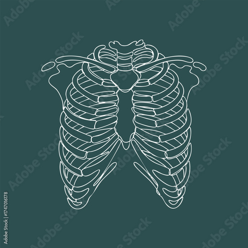 Detailed line drawing of a human ribcage showcasing the skeletal structure and intricate bone arrangement