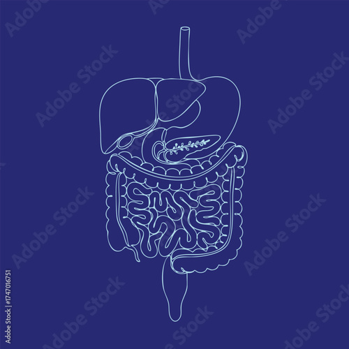 Detailed line drawing of the human digestive system highlighting the stomach intestines and liver on a dark