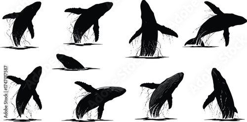 Humpback whale silhouette collection breaching and splashing in ocean water, marine wildlife vector illustration design for sea life, nature, and aquatic animal artwork