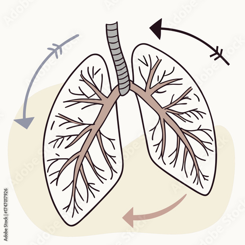 Lungs with branching airways and circular arrows respiratory system