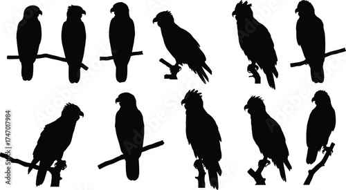 Parrot and Crested Bird Silhouettes Perched on Branches in Varied Poses — Wildlife Vector Set for Nature, Ornithology, and Artistic Design Projects