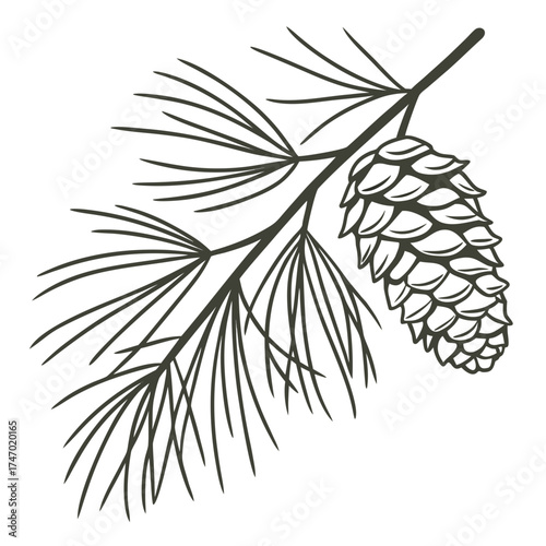 Pinecone on pine branch outline graphic pine needles