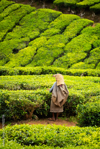 Workers on Munnar tea plantations