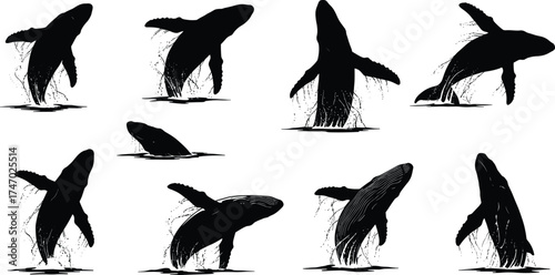 Whale Silhouettes Breaching Water in Various Poses with Splash Effects — Marine Wildlife Vector Set on White Background for Ocean and Nature Design