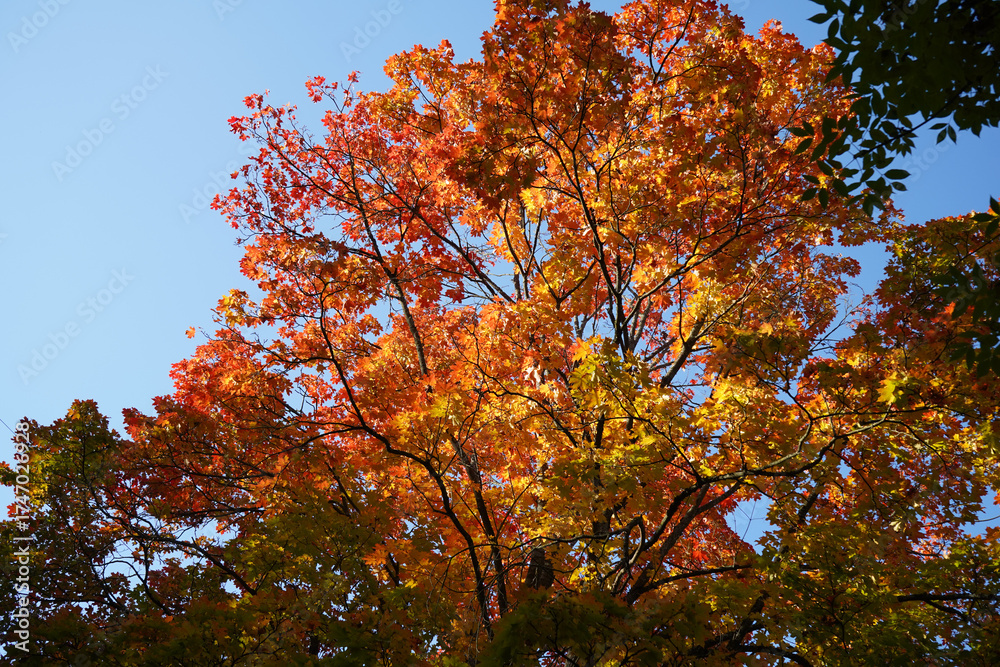 Naklejka premium Autumn yellow bright golden trees in the garden, forest, park.